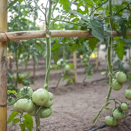 Zeytinbagi Guest house Gure