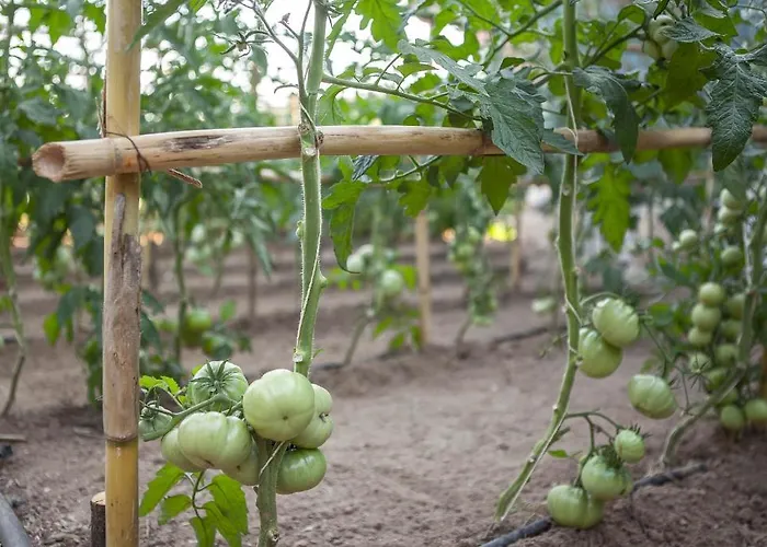 Zeytinbagi Gasthof Gure